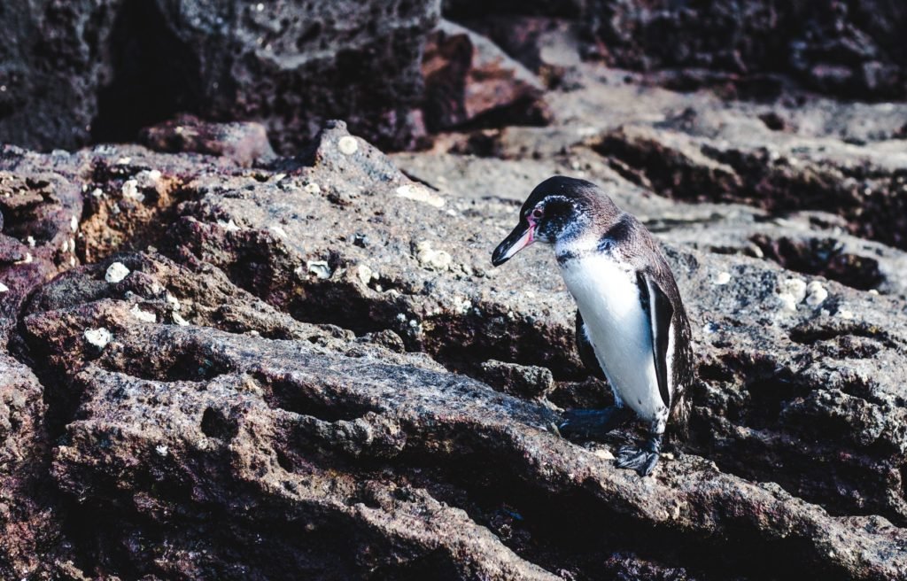 Humboldt penguin chiloe island tour