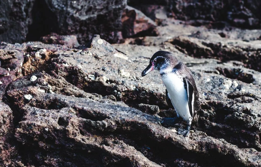 Humboldt penguin chiloe island tour