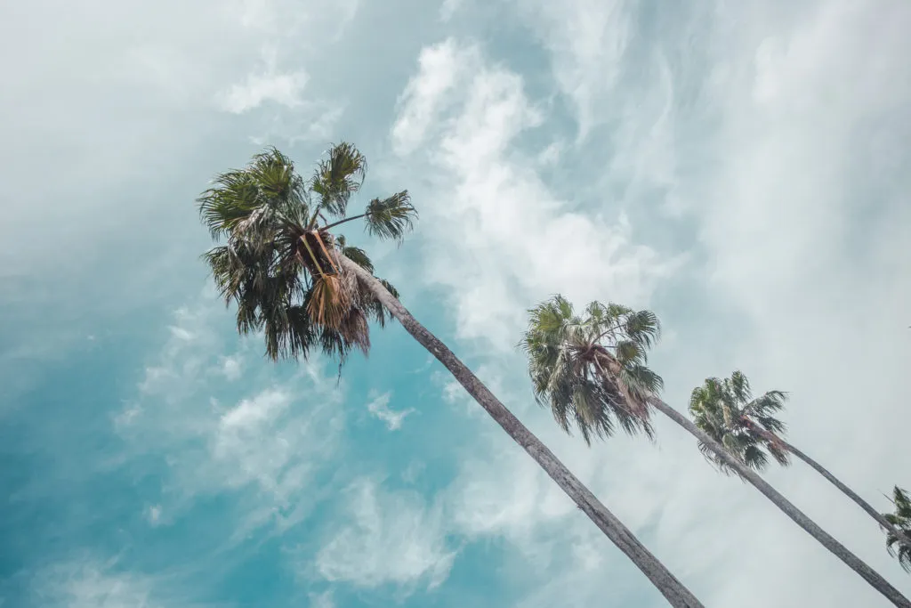 good weather things to do palm trees