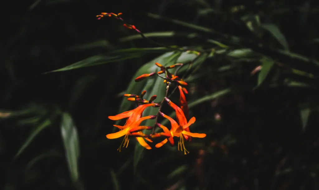 things to do in guayaquil ecuador botanical gardens