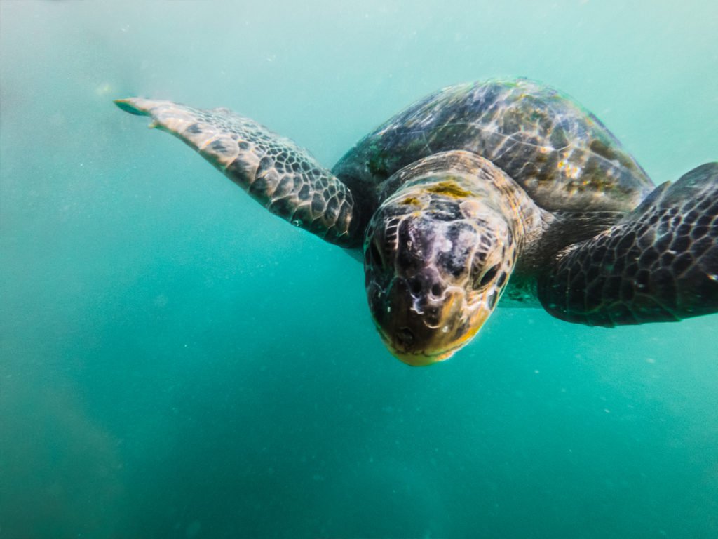 swimming with turtles in mancora peru