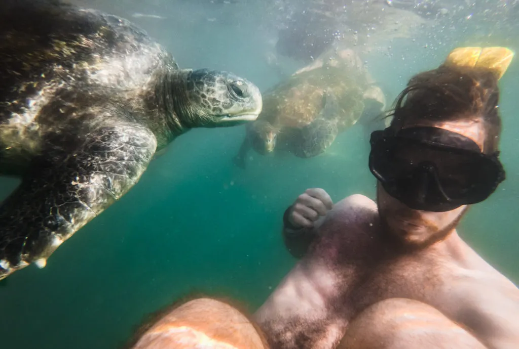 swimming with turtles in mancora peru