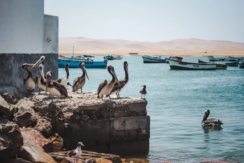 pelicans in paracas national park, peru