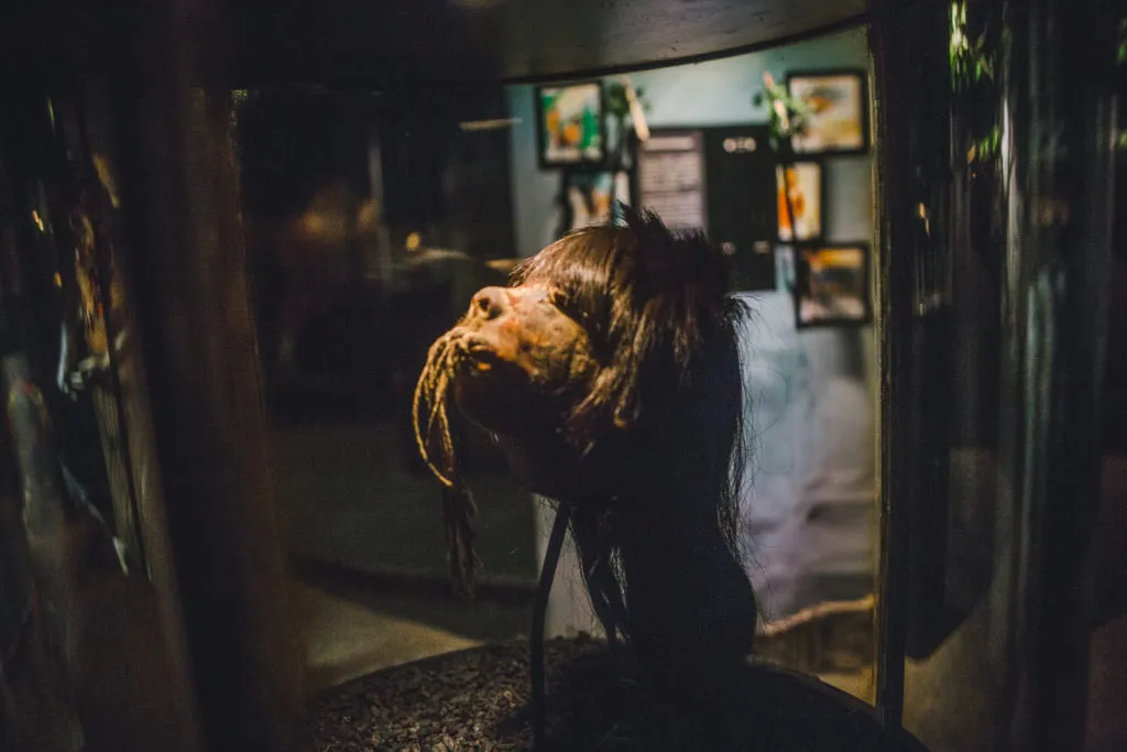 shuar amazon tribe shrunken head human head old ancient ritual tribal indigenous cuenca ecuador museum pumapango tomebamba museo historical cities south america latin america travel guide city guide blog