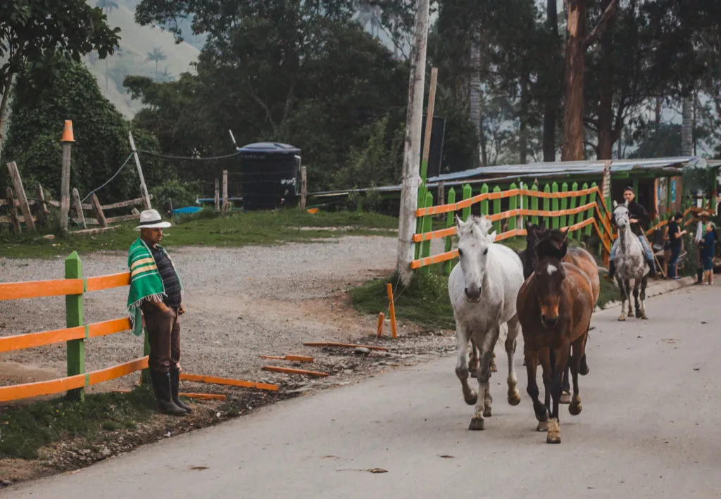 cocora valley hike mountain salento colombia horses