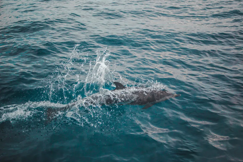 dolphins How to book a San Blas Islands boat tour bluesailing Sailing Koala X San Bas Adventures Colombia to Panama boat paradise islands caribbean kuna island