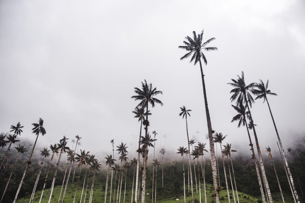 cocora valley wax palm trees Salento, Quindio | Things to do in Salento Colombia Travel guide 