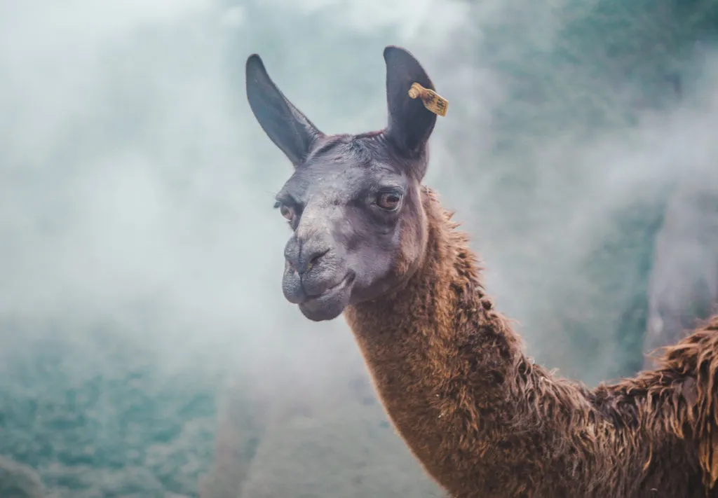 If we only had 2 weeks: Peru Itinerary | Guanaco llama alpaca at Machu Picchu | Peru Travel Guide by Cuppa to Copa Travels