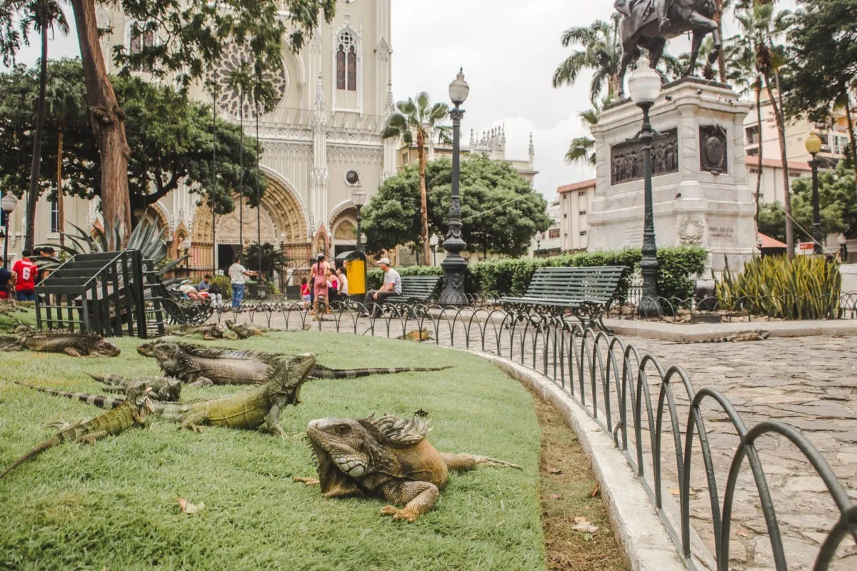 Ecuador backpacking guayaquil 2 weeks in Ecuador itinerary
