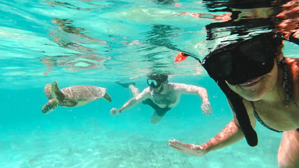 Turtles on Crab Cay Cayo Cangrejo Isla de Providencia | Colombia travel guides by Cuppa to Copa Travels