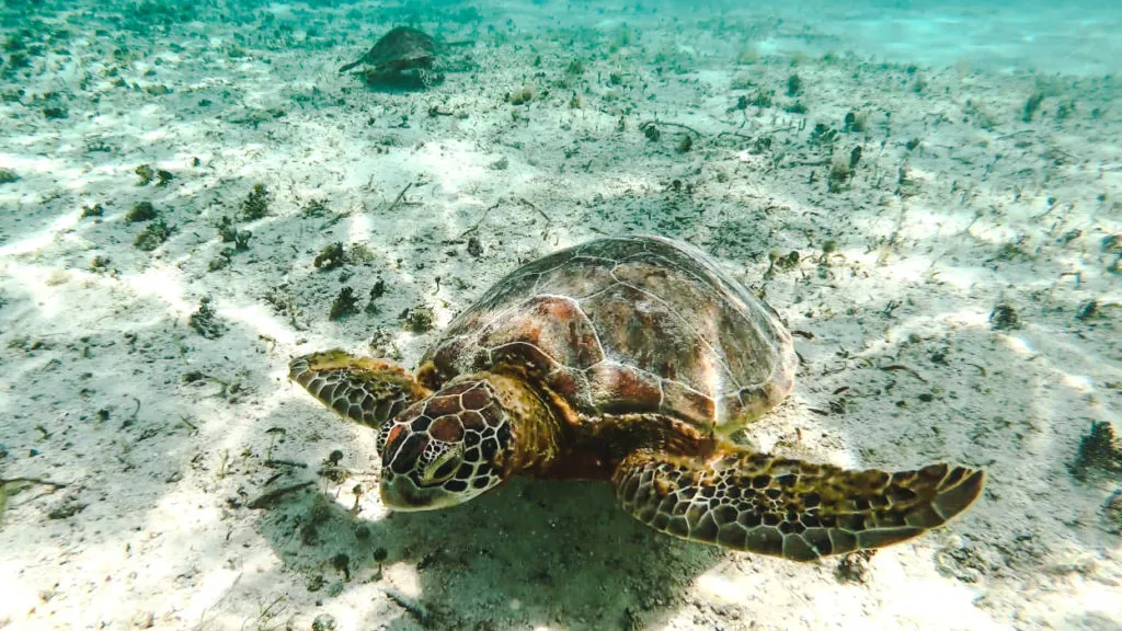 Turtles on Crab Cay Cayo Cangrejo Isla de Providencia | Colombia travel guides by Cuppa to Copa Travels