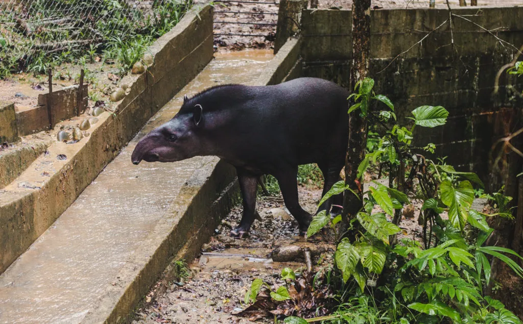 Amazoonica Animal Rescue Tapir Rio Napo