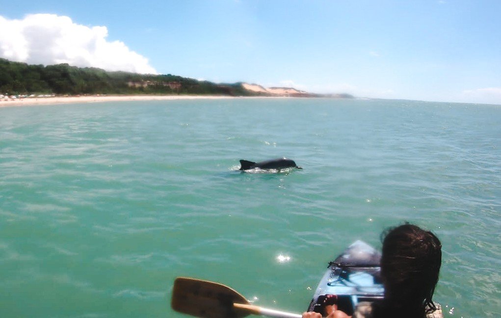 Sea kayaking with wild dolphins, Pipa Brazil | 3 months in Brazil trip travels