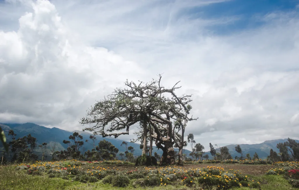 Quito day trips El Lechero Otavalo Ecuador market Lago San Pablo tree arbol near peguche waterfall