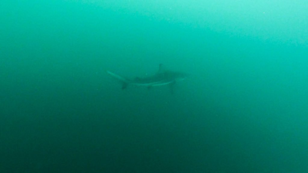 galapagos shark swimming most unforgettable experiences in latin america