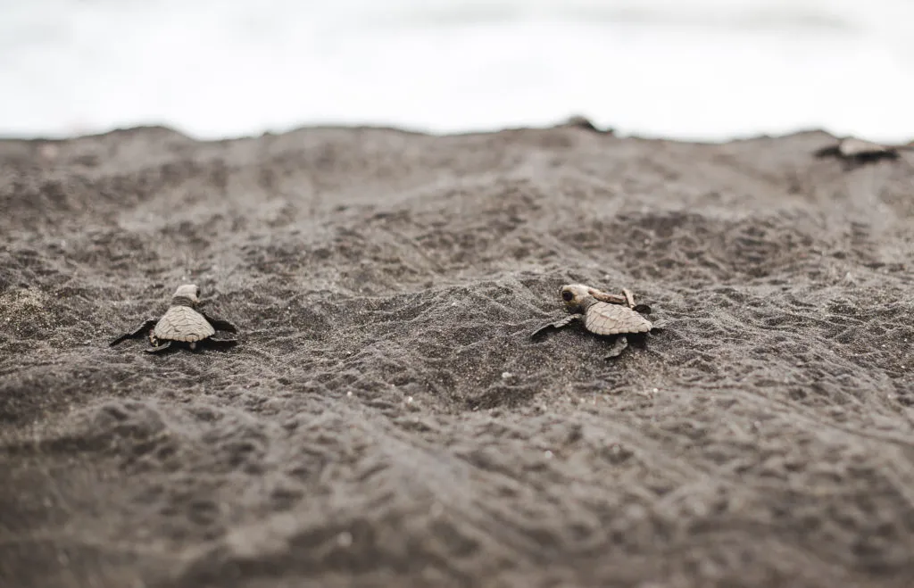 Hatched baby turtle release playa cuevita el valle tours chocó colombia ecotourism