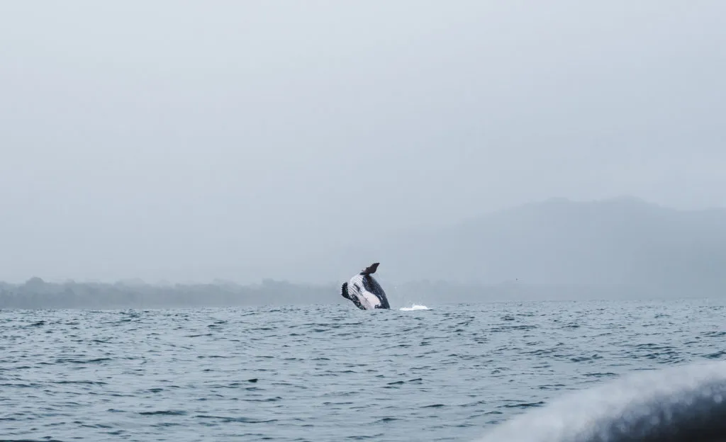 Breaching Humpback el valle whale tours choco colombia whale watching boat