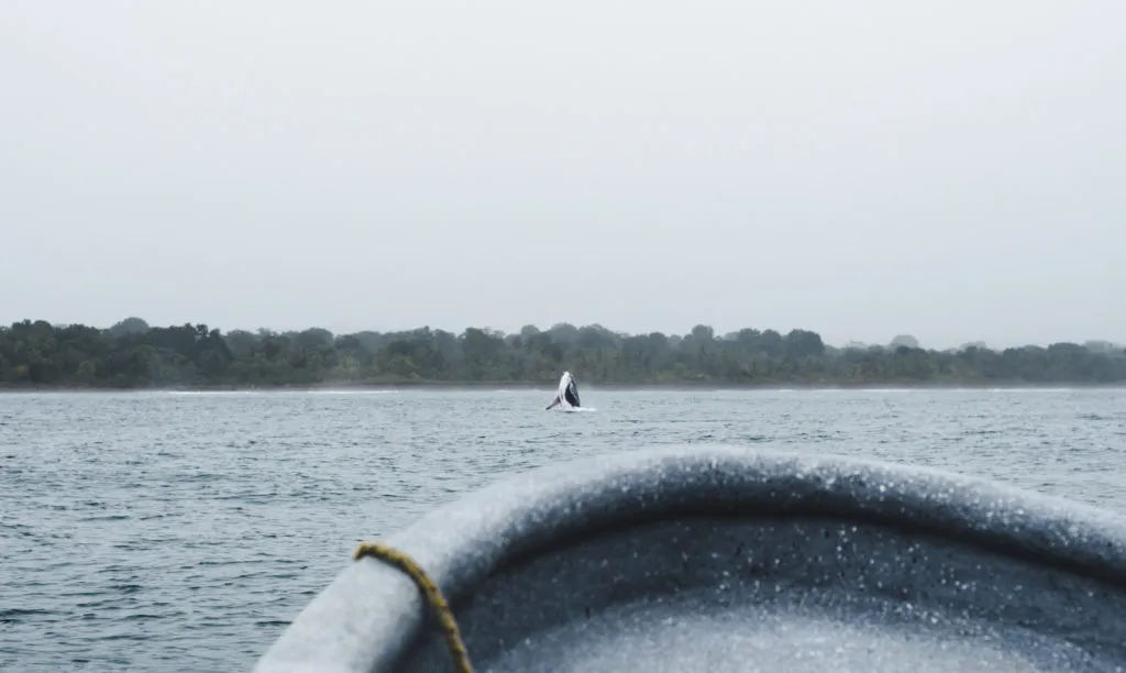 Breaching Humpback el valle whale tours choco colombia whale watching boat