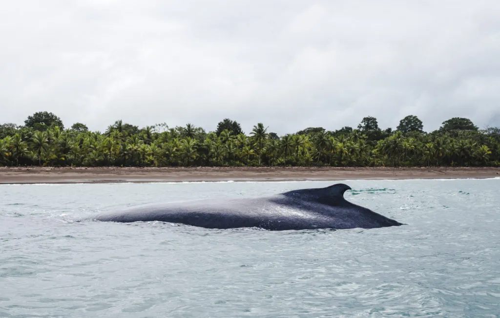 Humpback el valle whale tours choco colombia whale