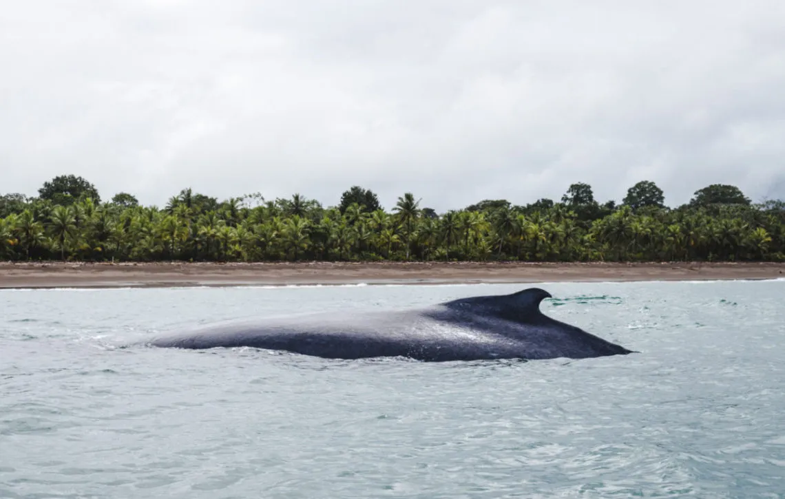 places to go in colombia bucketlist Humpback el valle whale tours choco colombia whale