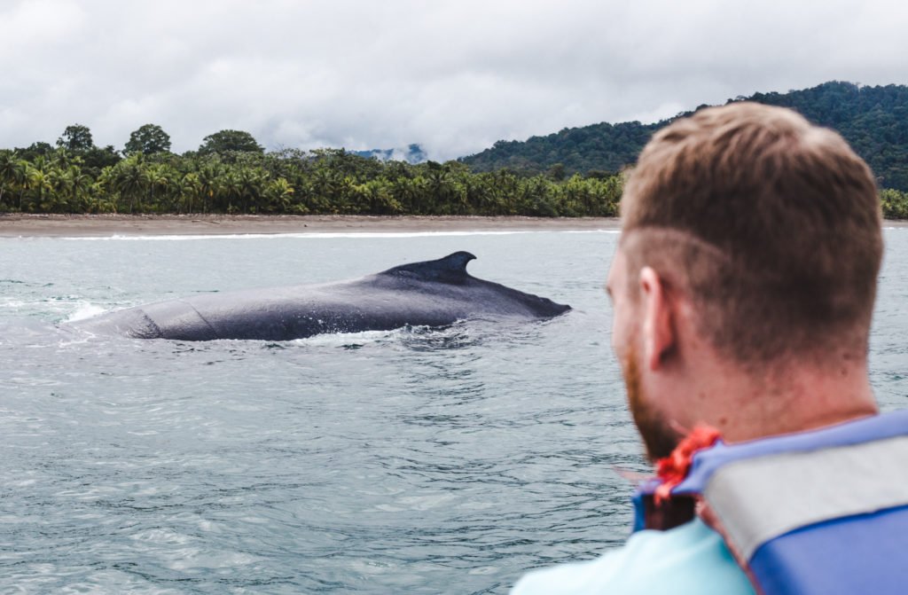 Humpback el valle whale tours choco colombia whale watching boat