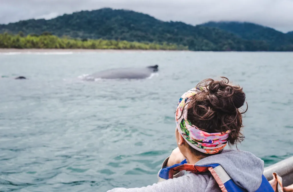tour humpback whale El valle bahia solano chocó colombia whale-watching wild ethical