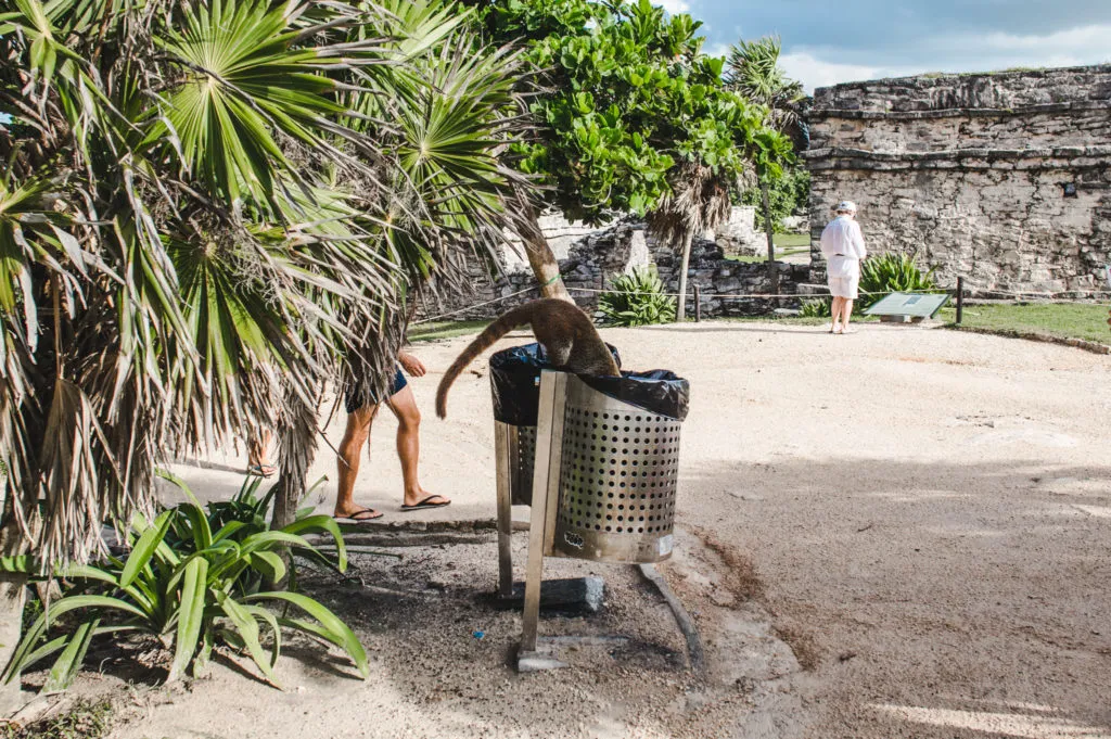 coatis how to see the tulum ruins and when's the best time to go | ancient mayan ruins tulum mexico