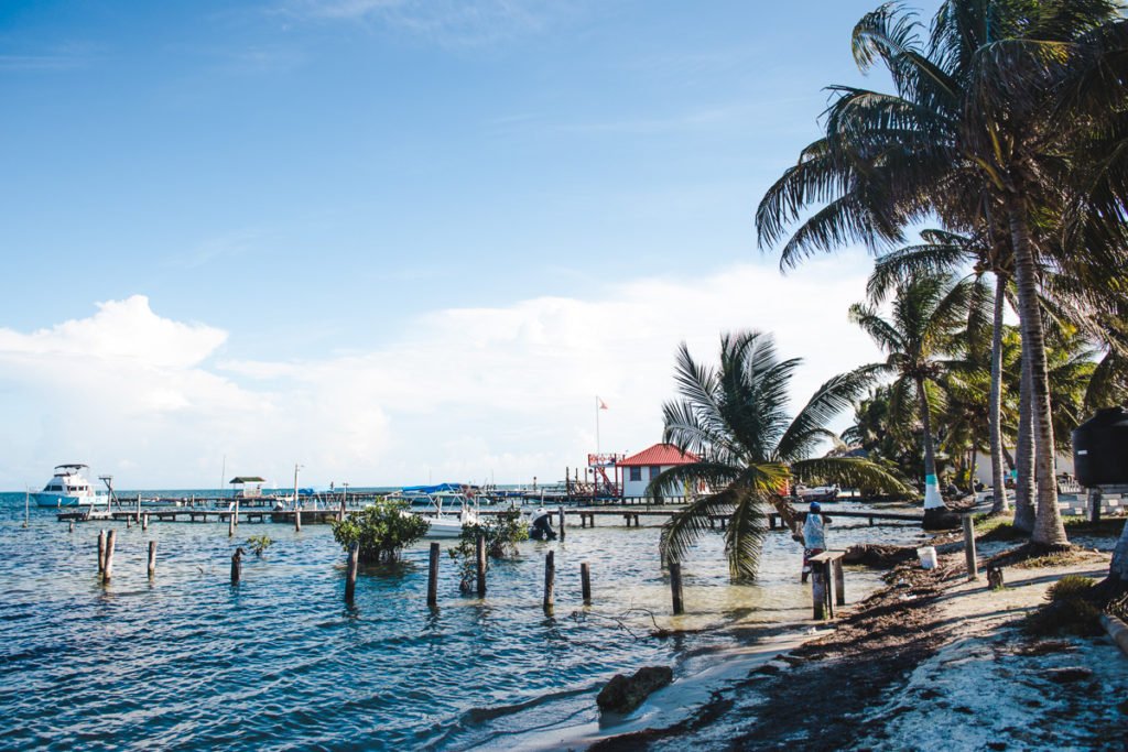 Sargassum seaweed belize caye caulker beaches