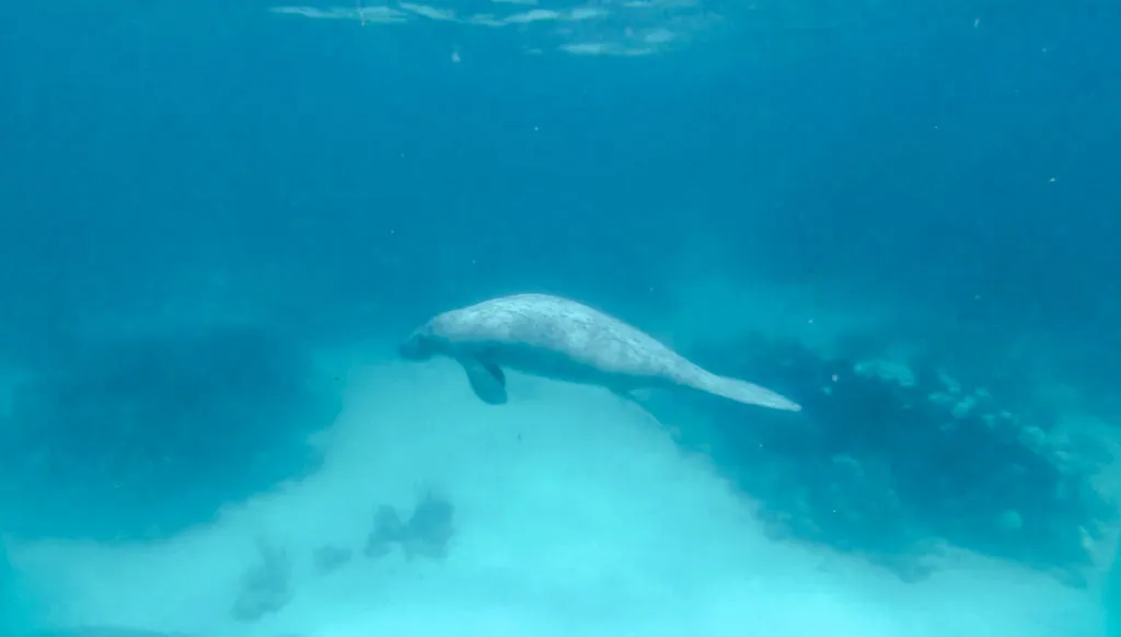 scuba dive snorkel with manatees and sharks in caye caulker, belize things to do