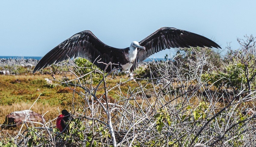 galapagos islands birdwatching sailboat best places to visit in ecuador backpacking