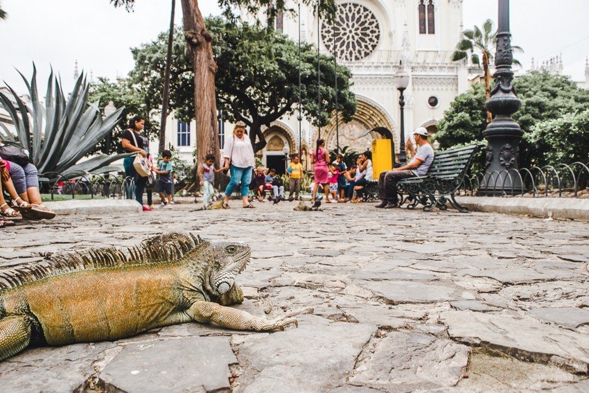 iguana park seminario guayaquil best places to visit in ecuador backpacking