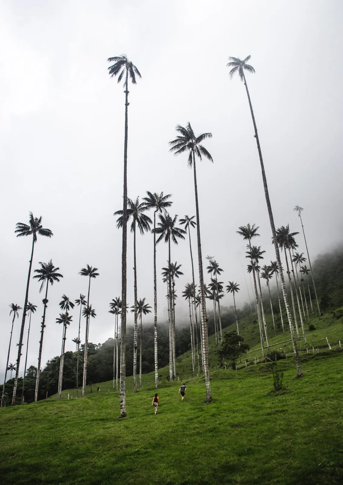 2 weeks in Colombia itinerary: salento cocora valley hike for palm trees