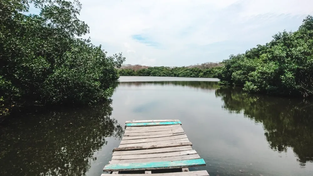 kayaking through mangroves and lagoons on isla grande rosario island cartagena, colombia