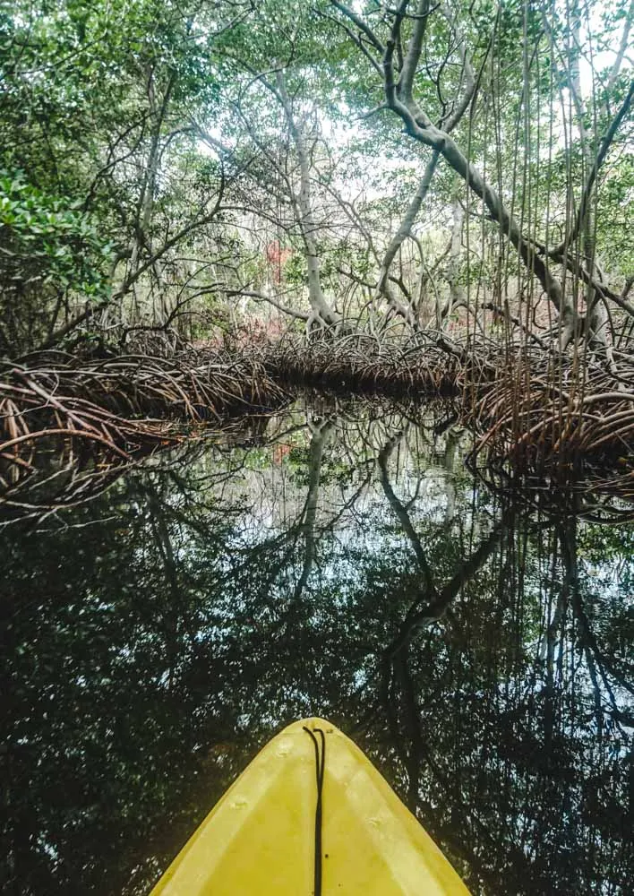 kayaking through mangroves on isla grande rosario island cartagena, colombia