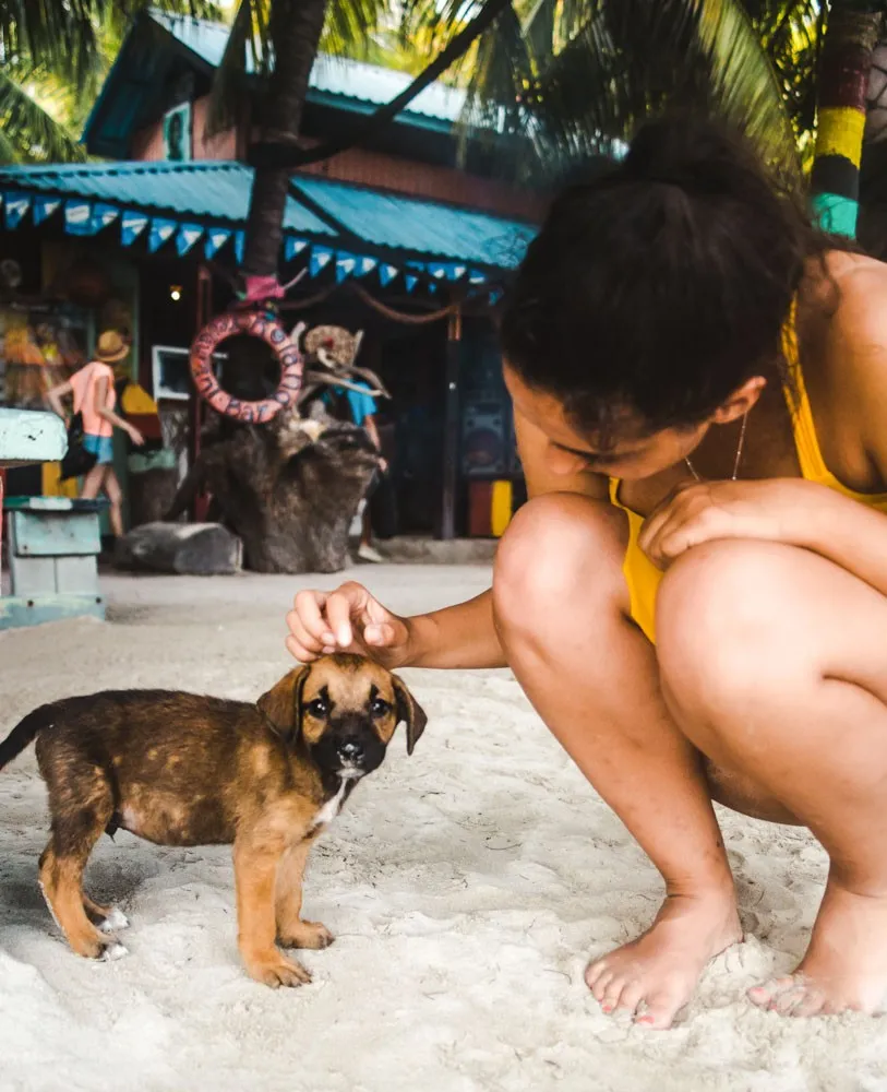 dog providencia beach: best ways to learn spanish for adults 