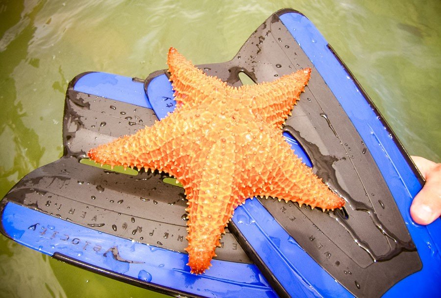 best central american beaches: starfish beach bocas del toro panama