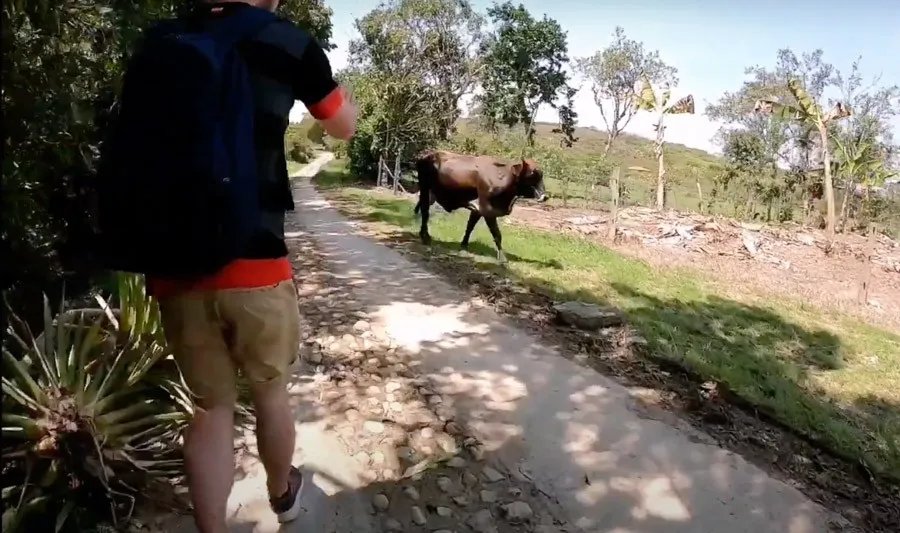 cow on sendero las gachas guadalupe santander hiking colombia