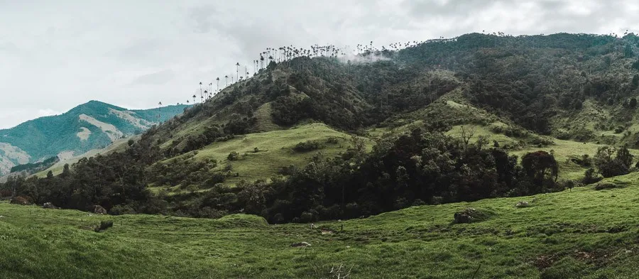 hiking colombia in salento: palm trees in Valle de cocora
