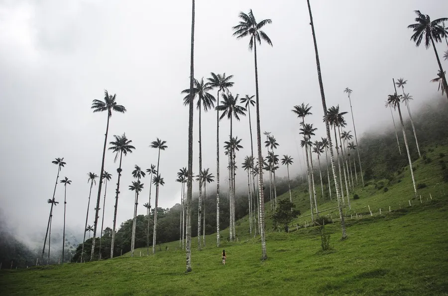 hiking colombia in salento: palm trees in Valle de cocora