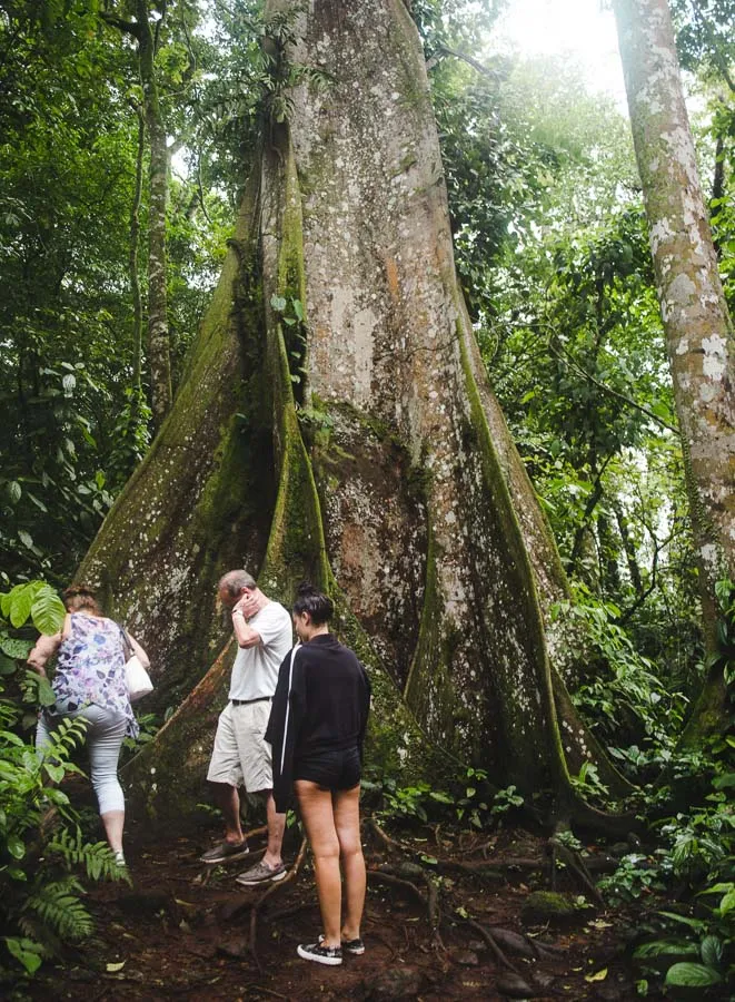 la fortuna rainforest hike tour: 2 weeks in costa rica