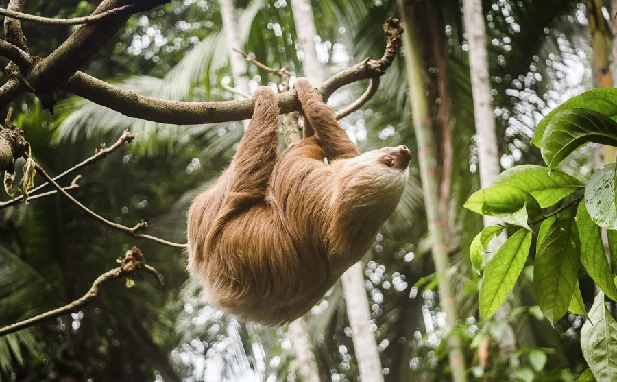 sloth in puerto viejo costa rica