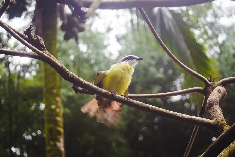 birdwatching in costa rica