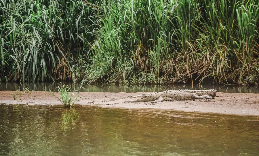 sleeping crocodile in corvocado national park - famous landmarks in costa rica