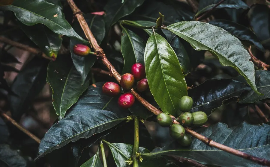 salento coffee tours colombia fincas review acacias