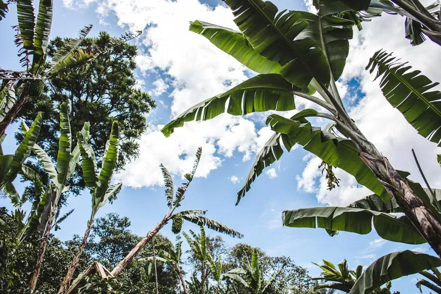 salento coffee tours colombia fincas review acacias