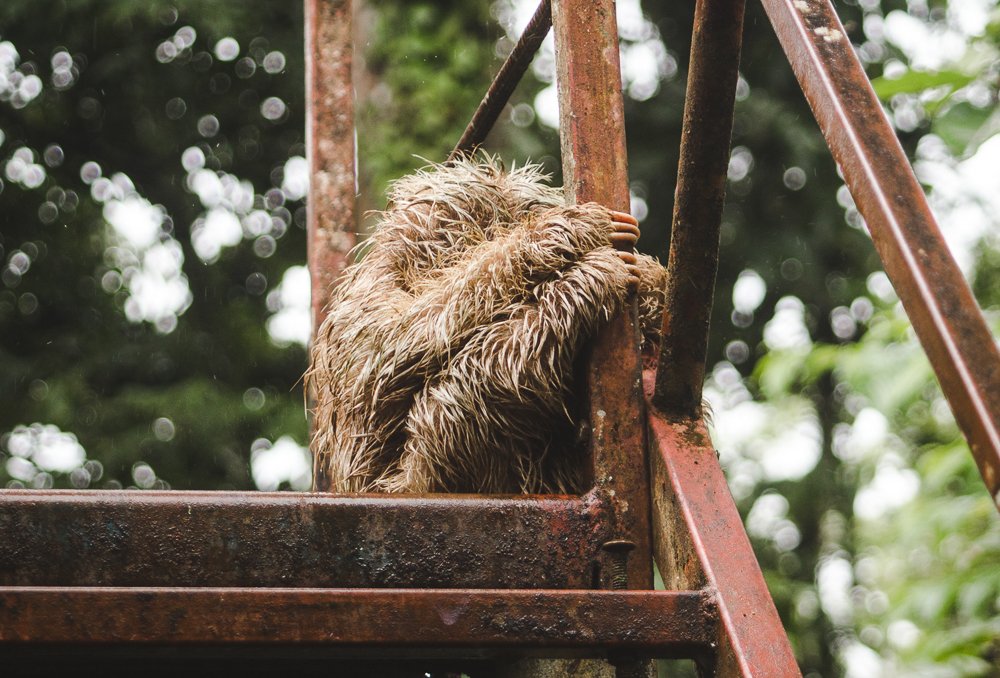 sloth on bridge: 11 things to know about costa rica wildlife