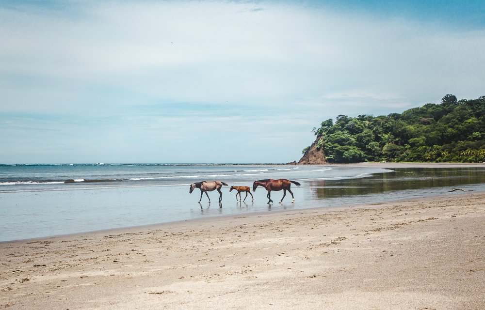 Wild horses on beach in Sámara: 11 things to know about costa rica pura vida