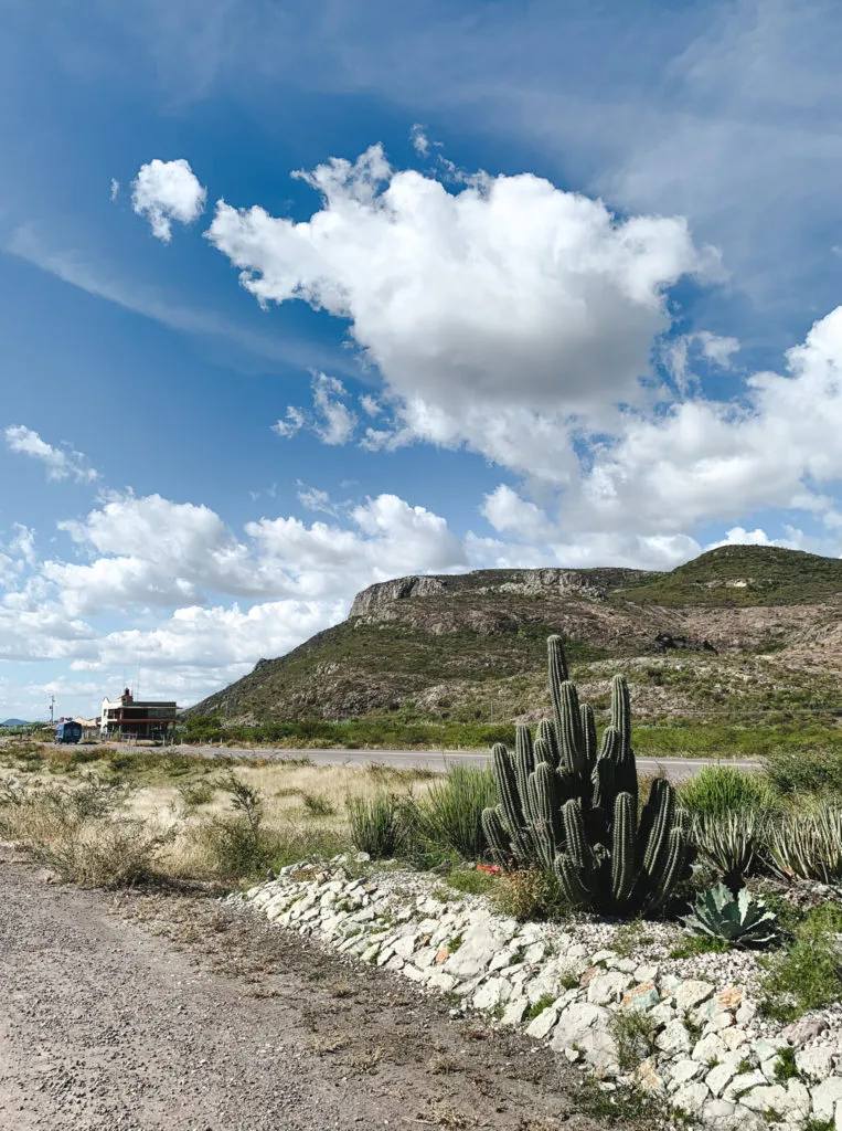agave cactus - mezcal - things to do in oaxaca mexico